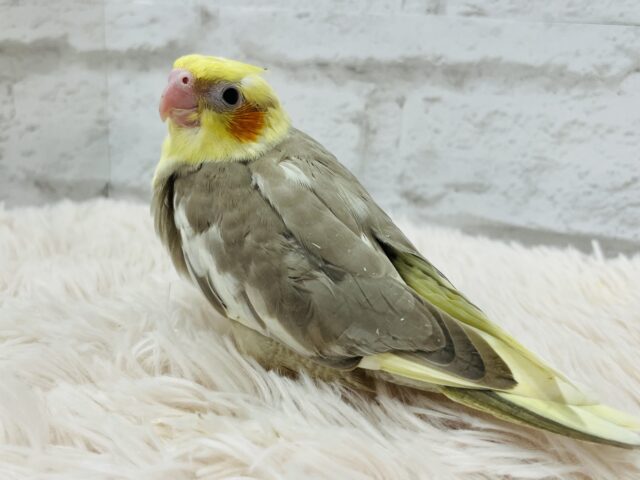 オカメインコ