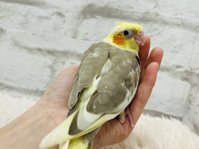 オカメインコ