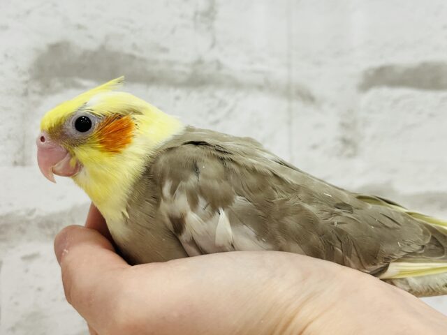 オカメインコ