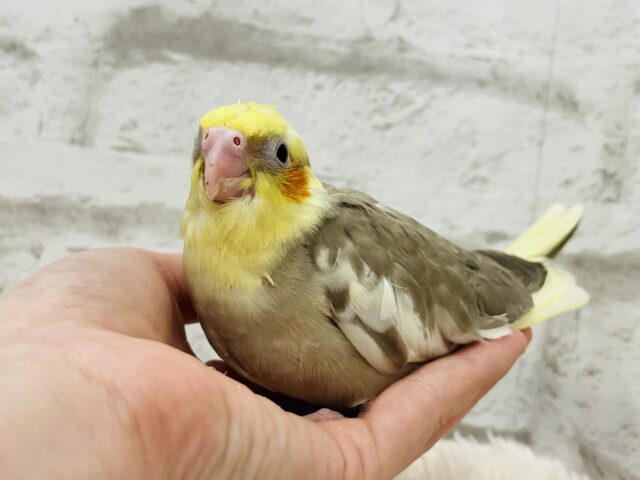 オカメインコ