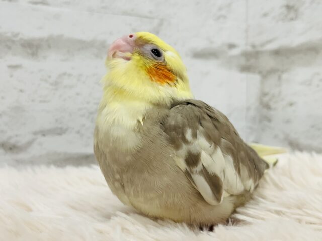 オカメインコ