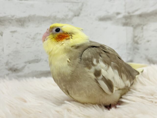 オカメインコ