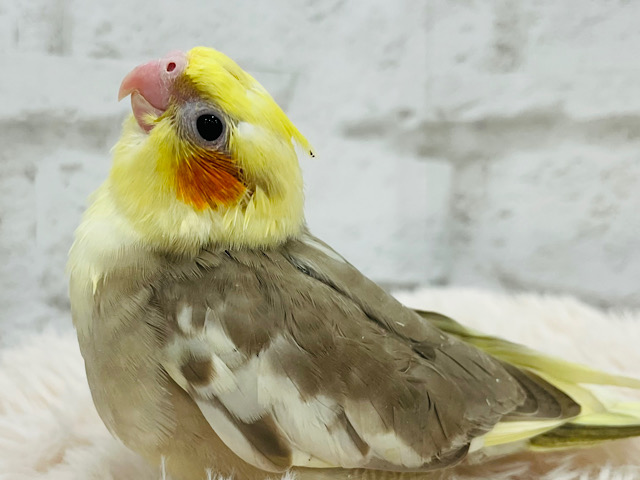 何事にも興味津々な小柄ちゃん🧚オカメインコ(シナモン) ヒナ