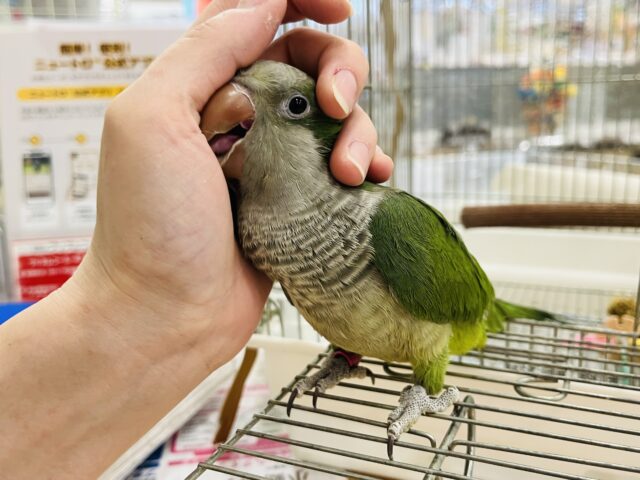 オキナインコ