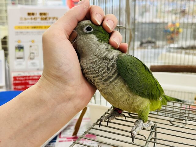 オキナインコ