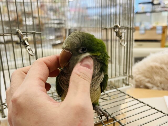 オキナインコ