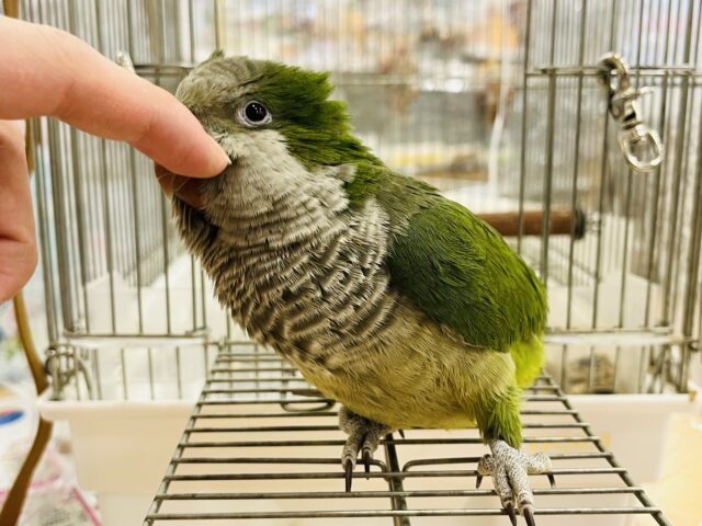 オキナインコ