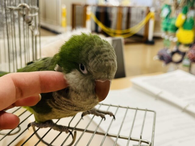 オキナインコ