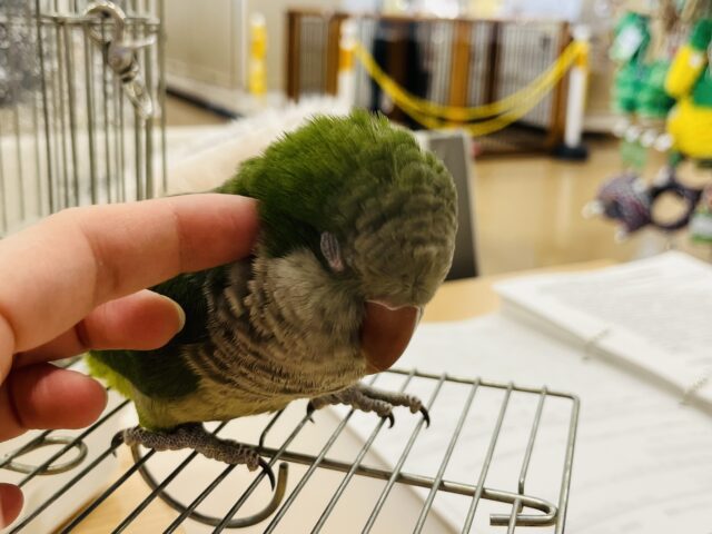 オキナインコ