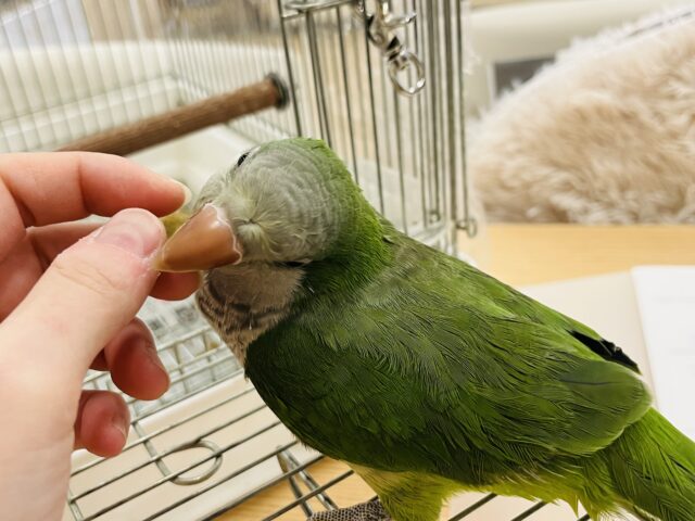 オキナインコ