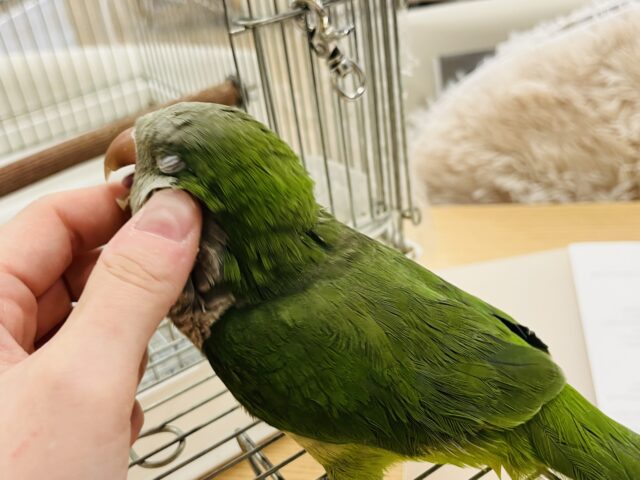 オキナインコ