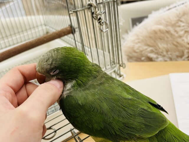 オキナインコ