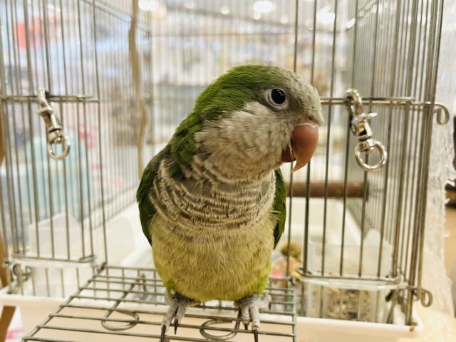 オキナインコ