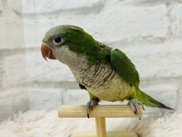 オキナインコ