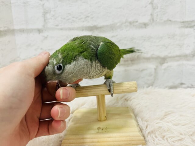 オキナインコ