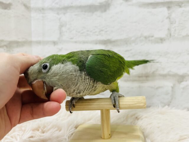 オキナインコ