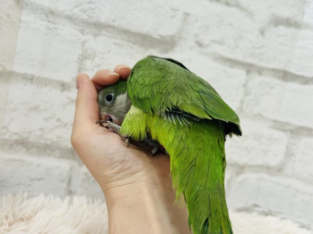 オキナインコ