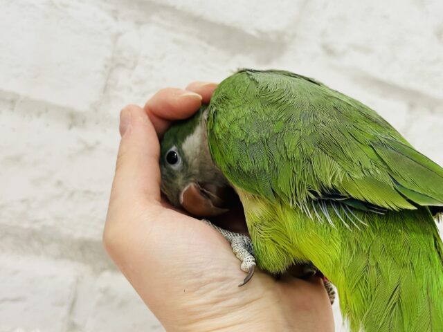 オキナインコ