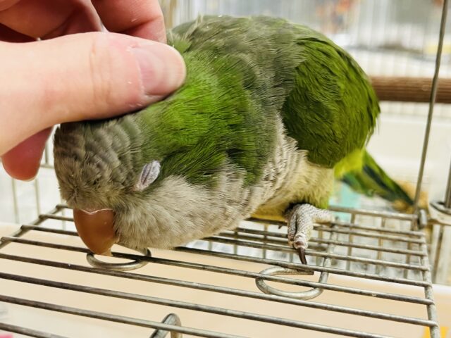 オキナインコ