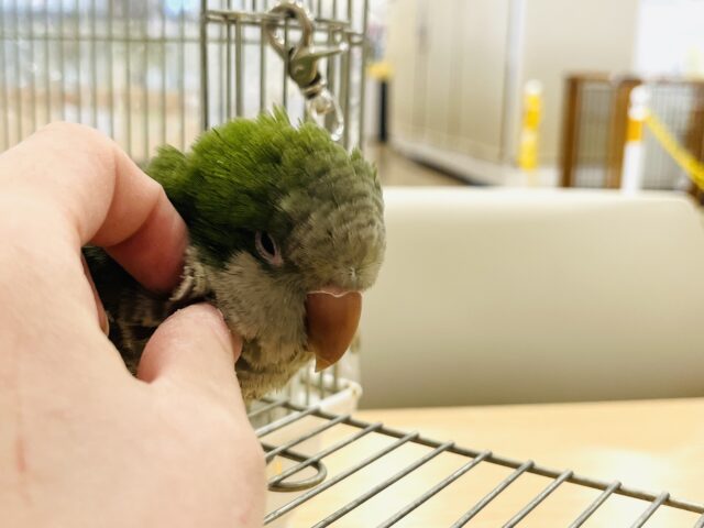 オキナインコ