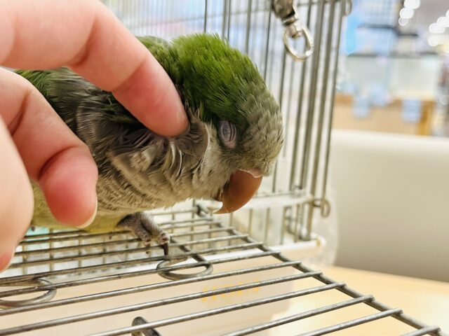 オキナインコ