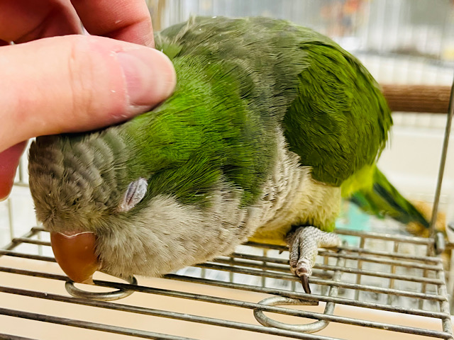 ツンデレのその先にはデレデレが待ってます🧚💗オキナインコ(グリーン)