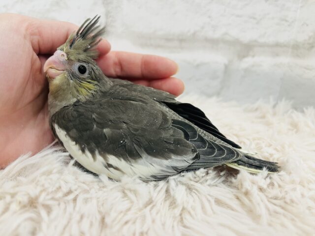 オカメインコ