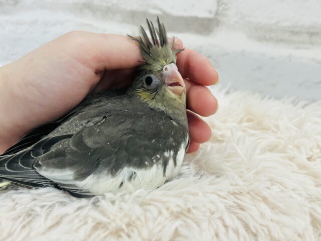 オカメインコ