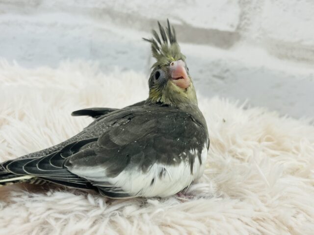 オカメインコ