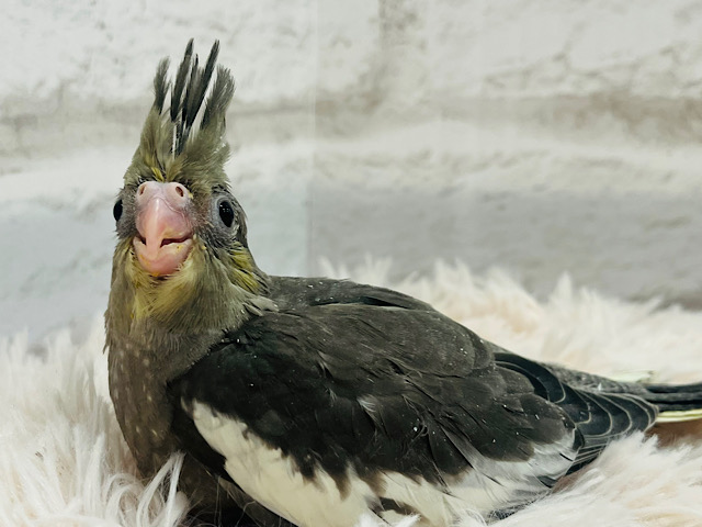 見てみて！王冠かっこいいでしょ？👑♬*°オカメインコ(ノーマル) ヒナ