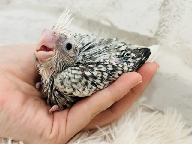 オカメインコ