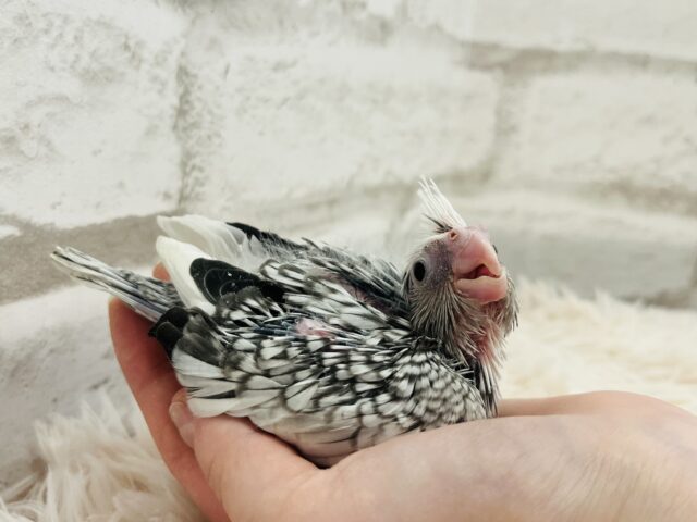 オカメインコ