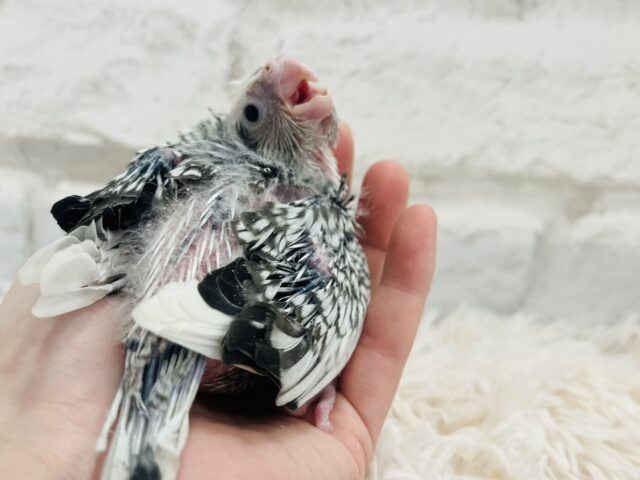 オカメインコ