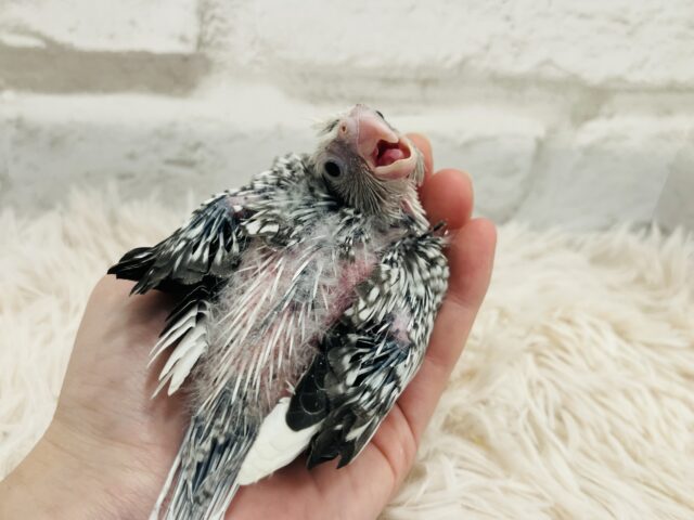 オカメインコ