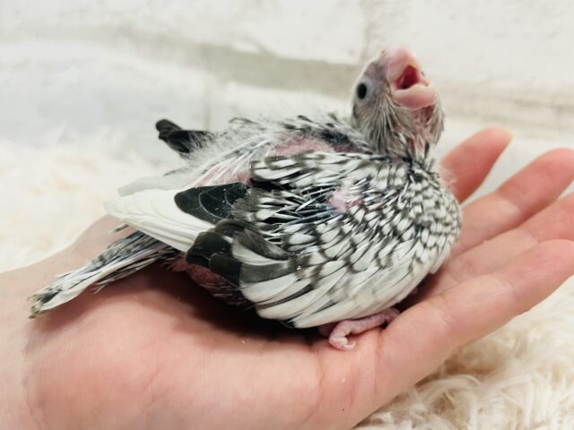 オカメインコ