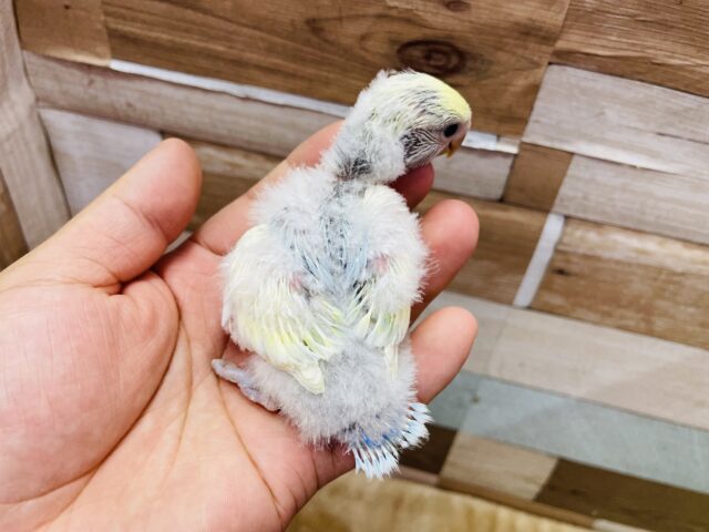 コザクラインコ（小桜インコ）