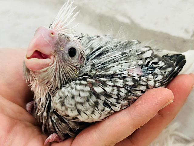 オイラのパール模様数えてみない？‪☆オカメインコ(WFパール) ヒナ