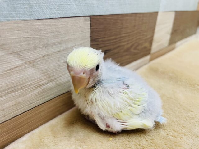 コザクラインコ（小桜インコ）