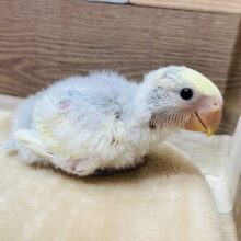 明るいブルーの体とぱっちりおめめが可愛すぎますっ🥰コザクラインコのブルーチェリーオパーリンパイド❣️