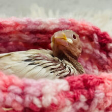 食べて寝て〜🫧ゆっくり成長〜♬シルバーイノ文鳥 ヒナ