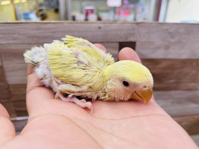 コザクラインコ（小桜インコ）