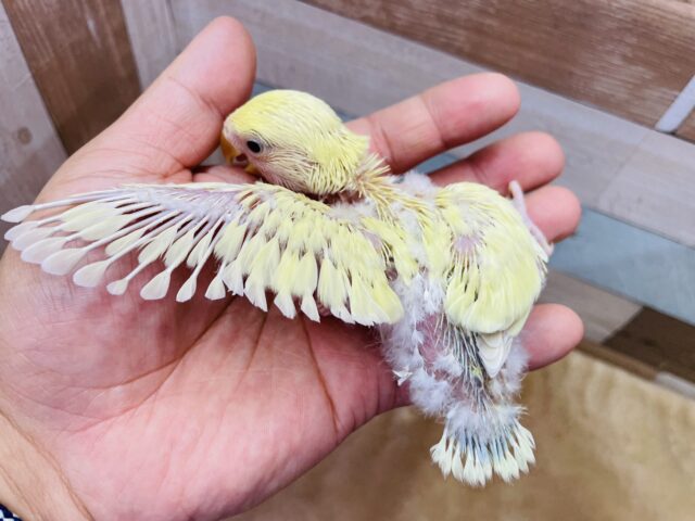 コザクラインコ（小桜インコ）