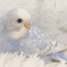 吸い込まれそうなほどの澄んだ瞳の持ち主です🫧セキセイインコ(スパングル) ヒナ