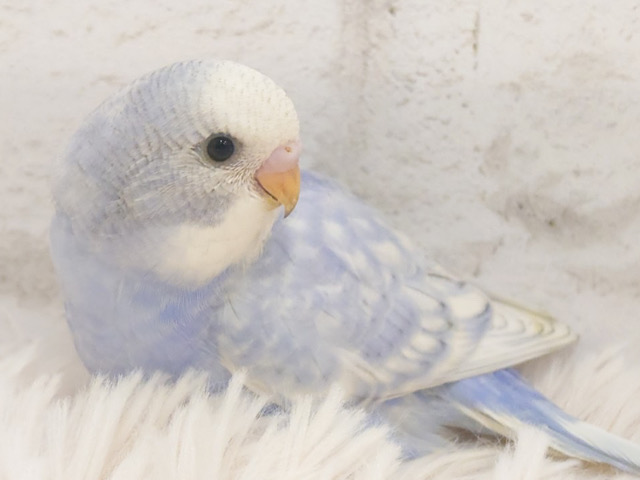 吸い込まれそうなほどの澄んだ瞳の持ち主です🫧セキセイインコ(スパングル) ヒナ