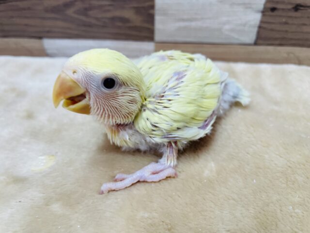 コザクラインコ（小桜インコ）