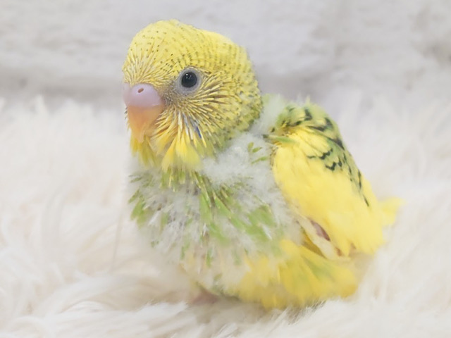 まるっところんっと癒し系‪◎セキセイインコ(パイド) ヒナ