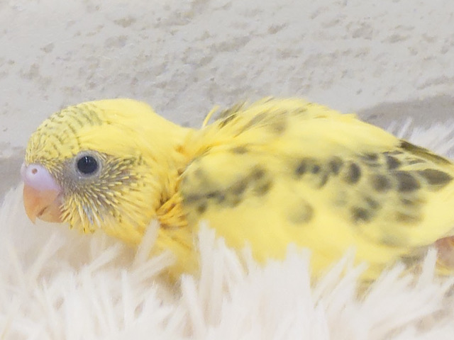 ハチさんみたいなカラーです🐝⋆゜セキセイインコ(ハルクイン) ヒナ