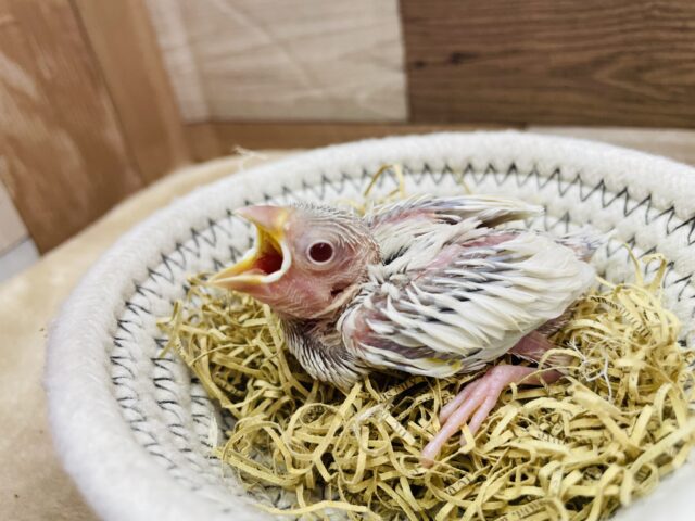 シルバーイノ文鳥