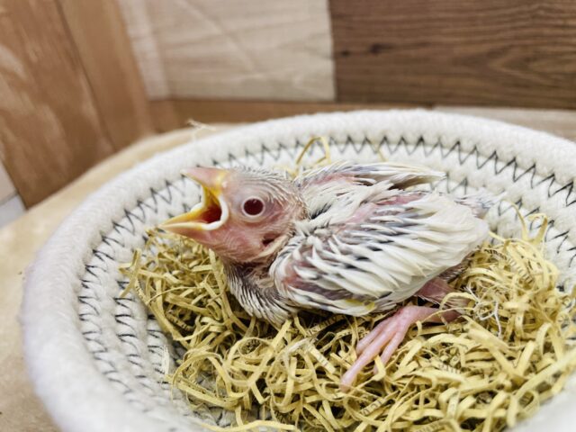 シルバーのお色が美しすぎます〜🤩シルバーイノ文鳥‼️