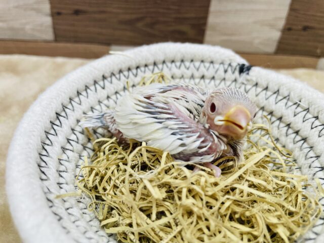 シルバーイノ文鳥